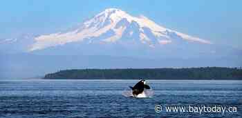 Aquarium agrees to return Lolita the orca to Pacific 50 years after captivity
