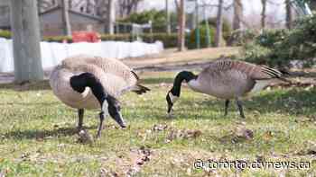 Caledon geese test positive for bird flu