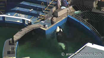 Moving Miami Seaquarium's Lolita: See How the Killer Whale Will Be Relocated to the Pacific