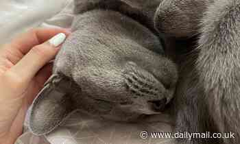 Expert reveal you may be petting your cat wrong - and that's why they snap at you