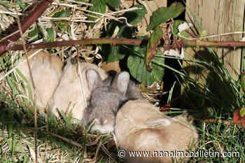 Rabbit family dumped in Greater Victoria sparks concerns area will be overrun