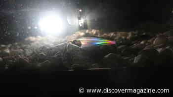 How The Ghost Catfish Turns Into A Rainbow