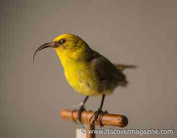 What Animals Are Going Extinct?