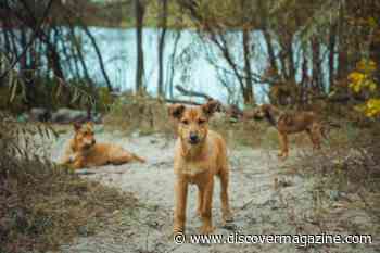 Have Chernobyl Mutations Rewired Evolution?