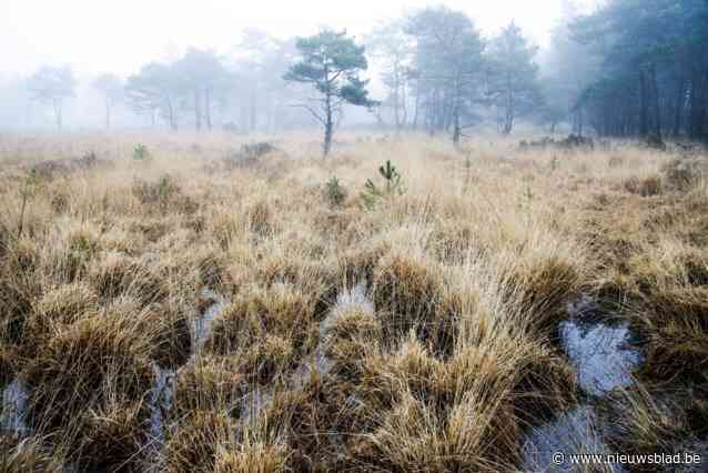 Grenspark Kalmthoutse Heide klaar met masterplan en officiële kandidatuur, boeren lang niet gerustgesteld: “Dit wordt te mooi voorgesteld”