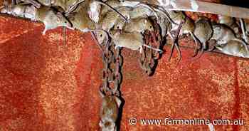 Growers reminded to do mouse bait training