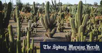 Crying cacti and weeping wheat: How we’re upsetting plants