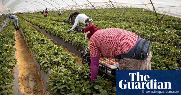 Abusive working conditions endemic in Spain’s strawberry farms, report claims