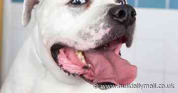 Stolen dogs on the decrease, but American Bulldogs proving more popular than ever