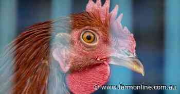 Chile detects first case of bird flu in a human: health ministry