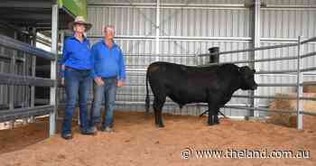 NSW outfits purchase almost half of heifer draft at Wallangra Angus sale