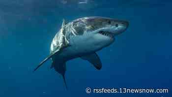 Several great whites are near the Outer Banks, OCEARCH tracker shows