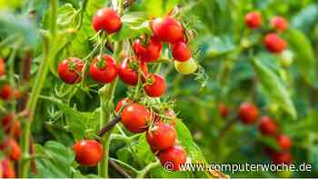 Signale für die Tierwelt: Gestresste Pflanzen geben Geräusche von sich