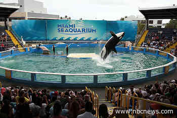 After 50 years in captivity, a plan to return Miami orca to 'home waters' is announced