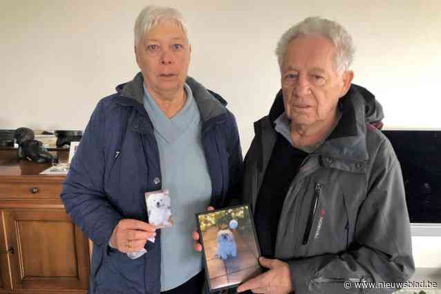 “Ik wou hem achterna springen, maar ik kan niet zwemmen”: voorbijganger kan Freddy (78) nog net tegenhouden als hij zijn hondje ziet verdrinken in Leie