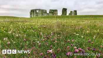 Wildflowers to be planted at Stonehenge and other sites