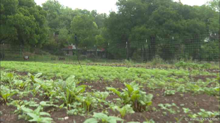 Austin food policy manager worried about future of city's urban agriculture