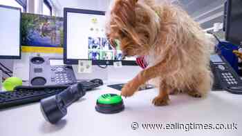 Spoof story made us all paws for thought before publishing