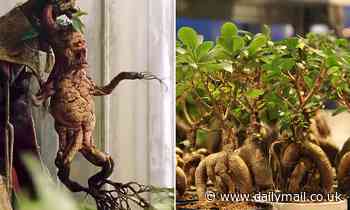 The REAL magical plants of Harry Potter! MailOnline's guide to herbology in the Muggle world 