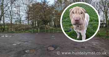 Anxious flea-infested dog called 'Flower' found abandoned in car park near Hull