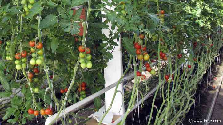 New study finds plants 'scream' when stressed or injured, raising questions about communication