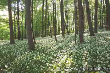 Warum das Eggegebirge ein Nationalpark werden könnte