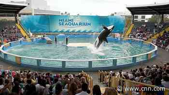 Captive orca Lolita set for release into 'home waters' after 50 years at Miami Seaquarium