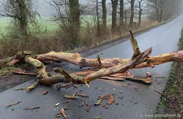 FFW Schiffdorf: Umgestürzter Baum blockiert Straße - Feuerwehr sorgt für freie Fahrt