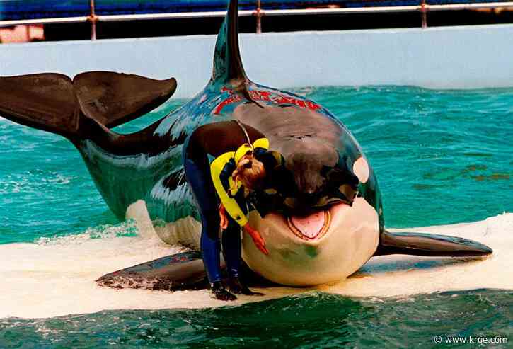 52 years after capture, orca Lolita may return to her mother in the Pacific