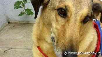 Uccide una cagnolina a calci: condannato a 1 anno e 6 mesi di reclusione