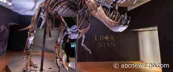 Has T. rex lost its bite? Menacing snarl may be wrong