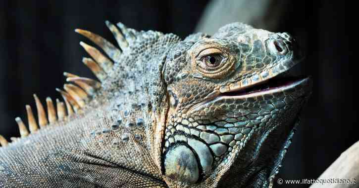 Iguana ruba la torta dalle mani di una bambina e le trasmette una grave infezione: “E ‘una malattia simile alla tubercolosi nei pesci”. Il caso studio