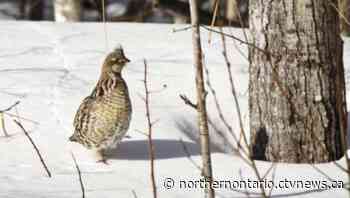 Northern Ont. man receives lifetime hunting ban, fined $5,000 for grouse stash