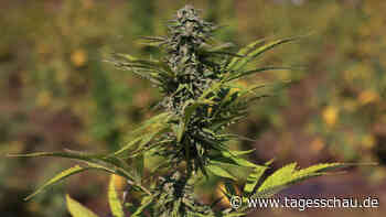 Lauterbach kündigt neue Vorschläge für Cannabis-Legalisierung an