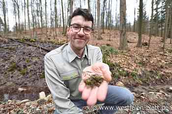 „Tuff-Life“-Naturschutz: Kalktuff-Quellen sprudeln im Wald bei Bad Driburg