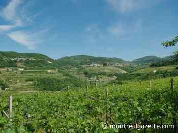 Wines of the week: Valpolicella is one appellation with four distinct styles