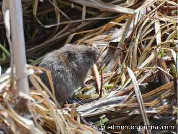 Growing Things: Vole's can destroy full trees