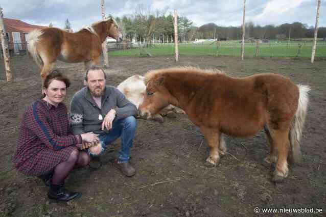 Op de hoeve van Siegfried (44) en Barbe (40) zijn paarden de therapeut: “Na een sessie vlieg je onze dieren rond de hals”