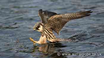 Dee Estuary birds to star in BBC Wild Isles episode this weekend