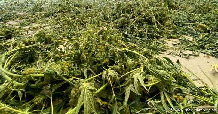 Cannabis-Gesetz lässt auf sich warten – Vorschlag «in Kürze»