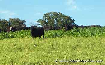 Improve thin or over-grazed pastures this spring