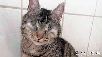 Kater Kolumbus wurden in Jena die Augen entferntn