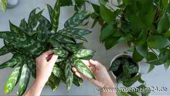 Internet-Lifehack: Was bringt es wirklich, Pflanzen mit Mayonnaise einzureiben?