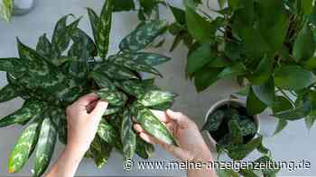 Internet-Lifehack: Was bringt es wirklich, Pflanzen mit Mayonnaise einzureiben?