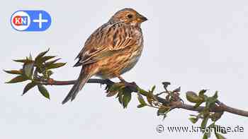 Weniger Vögel in Deutschland: Der Frühling wird immer leiser