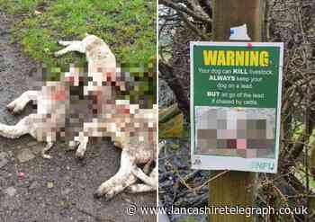 Ribble Valley: Newborn lambs killed after dog let off lead in field