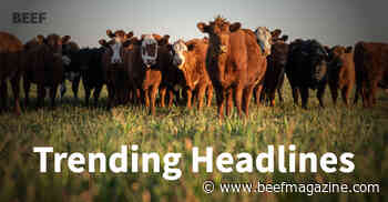 5 Headlines not to miss in beef