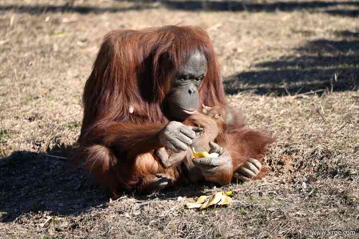 Orangutan learns how to nurse from breastfeeding zookeeper at Virginia Zoo