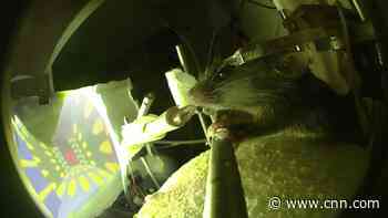 How these mice navigating a virtual reality game may help Alzheimer's patients