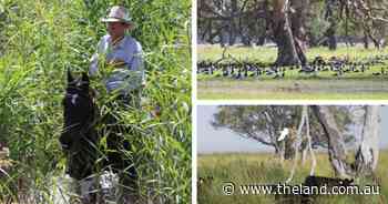 Concerned marsh farmers rally after major bird breeding events decrease